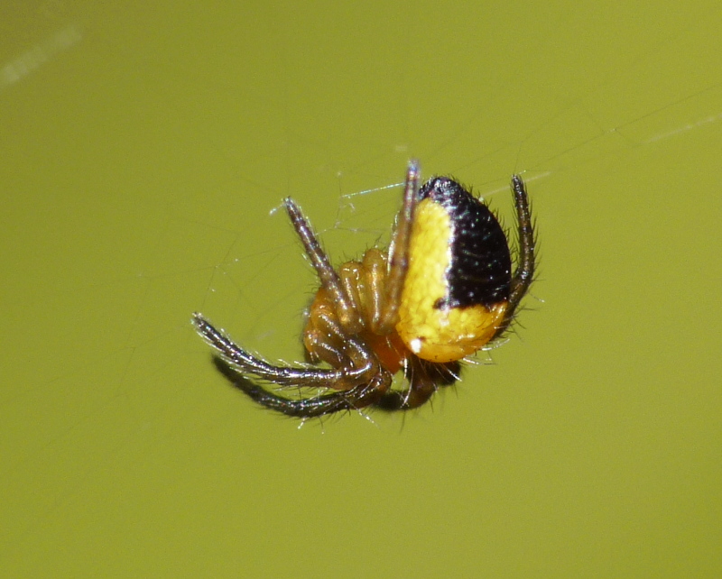 Araneus sp.